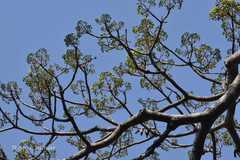 Pterocymbium tinctorium